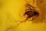 Four Detailed Fossil Flies (Diptera) In Baltic Amber #139059-3